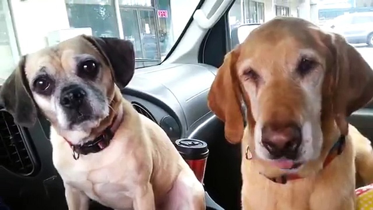 2 dogs 1 ice cream...PERFECT!!! LMAO