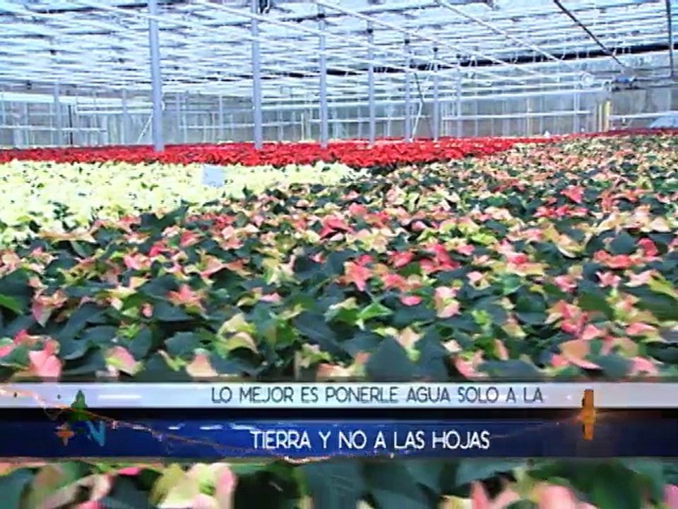 Siembre en Navidad