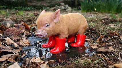 Funny and cute mini pig videos compilation