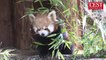 Lorraine : trois pandas roux au parc animalier de sainte-croix
