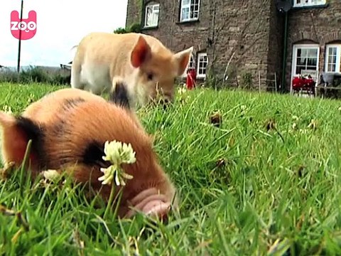 Micro Pigs are Bigger Than You Think