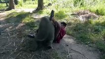 Baby Elephant Loves Cuddling with Arthur (Original)