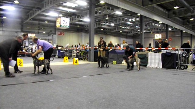 luxembourg 90ème show international classe puppy femelle dogo canario