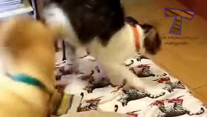 Cute animals waking each other up