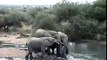 A herd of elephant visits Pete's Pond waterhole