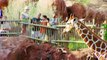 Disney’s Animal Kingdom Lodge | Walt Disney World | Disney Parks