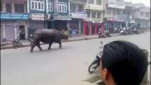 OMG!!! Rampaging RHINO Chasing People On Streets In Nepal