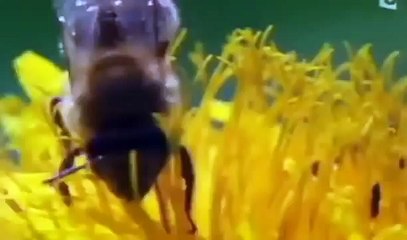 Documentaire   Les abeilles une société parfaite en voie de disparition. Quels conséquence ?