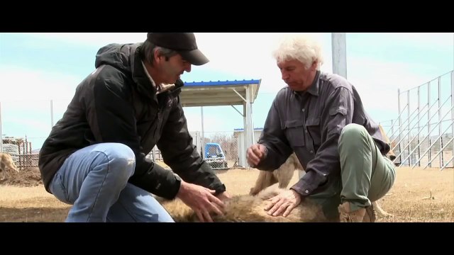 LE DERNIER LOUP - Les coulisses Les loups sur le tournage [VOST|HD] (Jean-Jacques Annaud)
