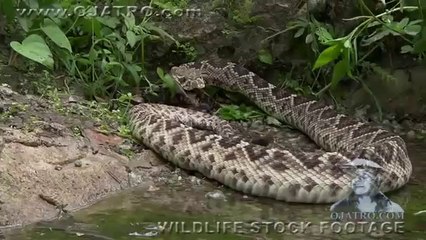 Predators vs Alligators - Animal Fighting Video 2015 -