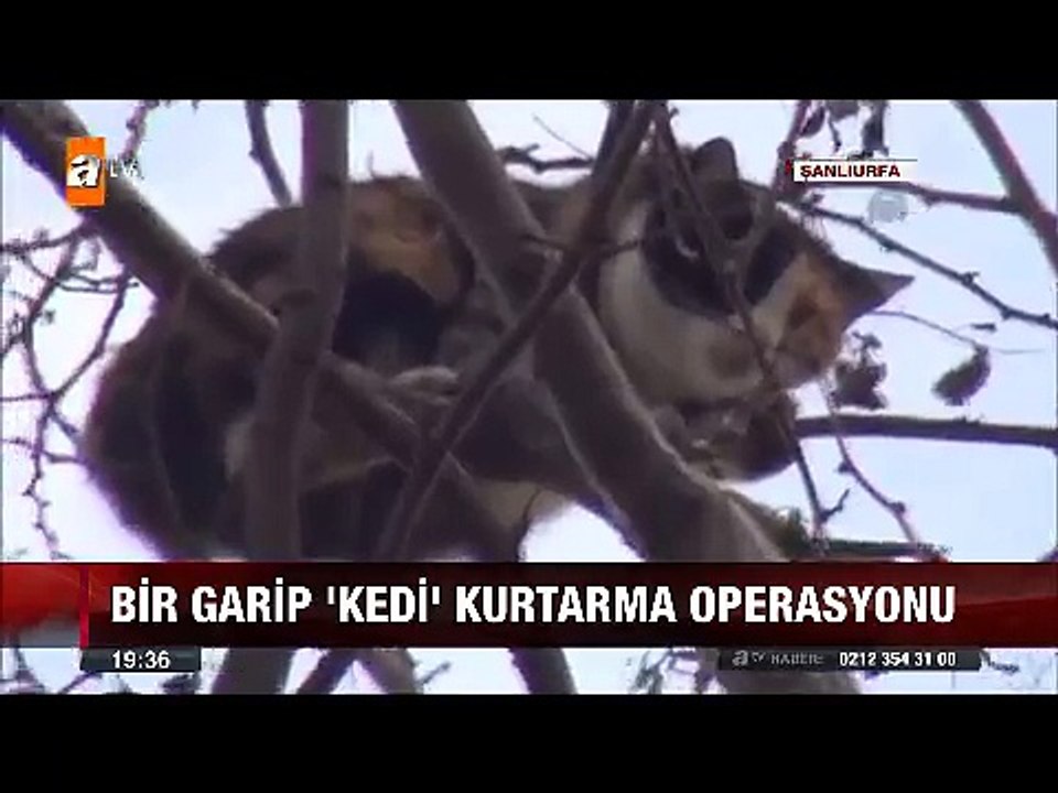 Bir garip kedi kurtarma operasyonu ağaçtan indirmek istedikleri kedi başka ağaca kaçtı