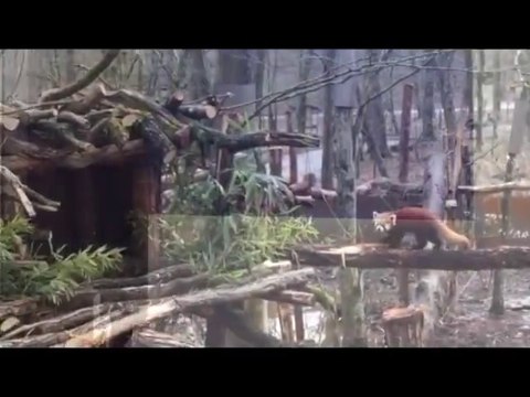 Trois pandas roux au parc de Sainte-Croix