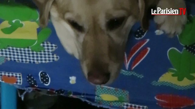 Geny, une chienne qui aide les autistes à mieux communiquer