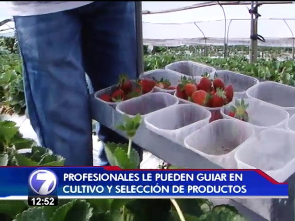 Nutricionistas invitan a familias a cultivar los alimentos que consumen
