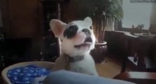Most Funny Dog Barking Videos Compilation 2015
