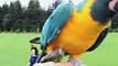 Free Flying Blue Throat Macaws At The Park