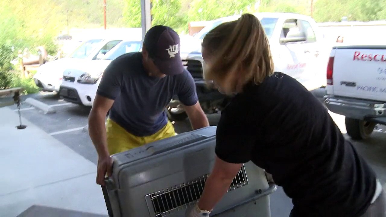 Rettung für gestrandete Seelöwen in Kalifornien