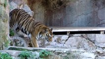 Awesome tiger roar roma bioparco tigre big cat sound