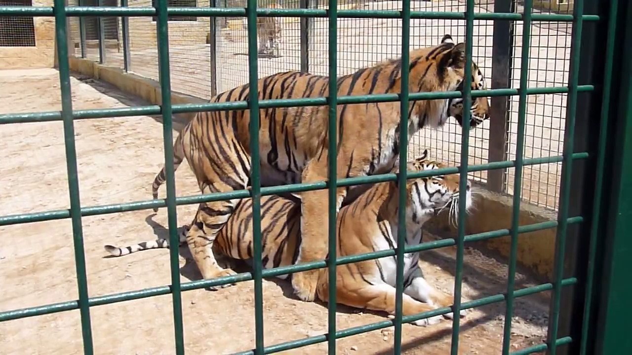 Tigres Apareandose.
