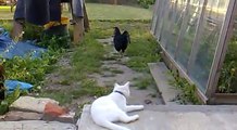 Chicken teaches Cat how to catch a Mouse!