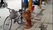 SEE Amazing Dog guard his owner bicycle then ride off with him