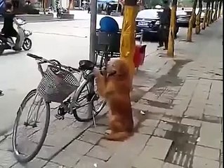 SEE Amazing Dog guard his owner bicycle then ride off with him
