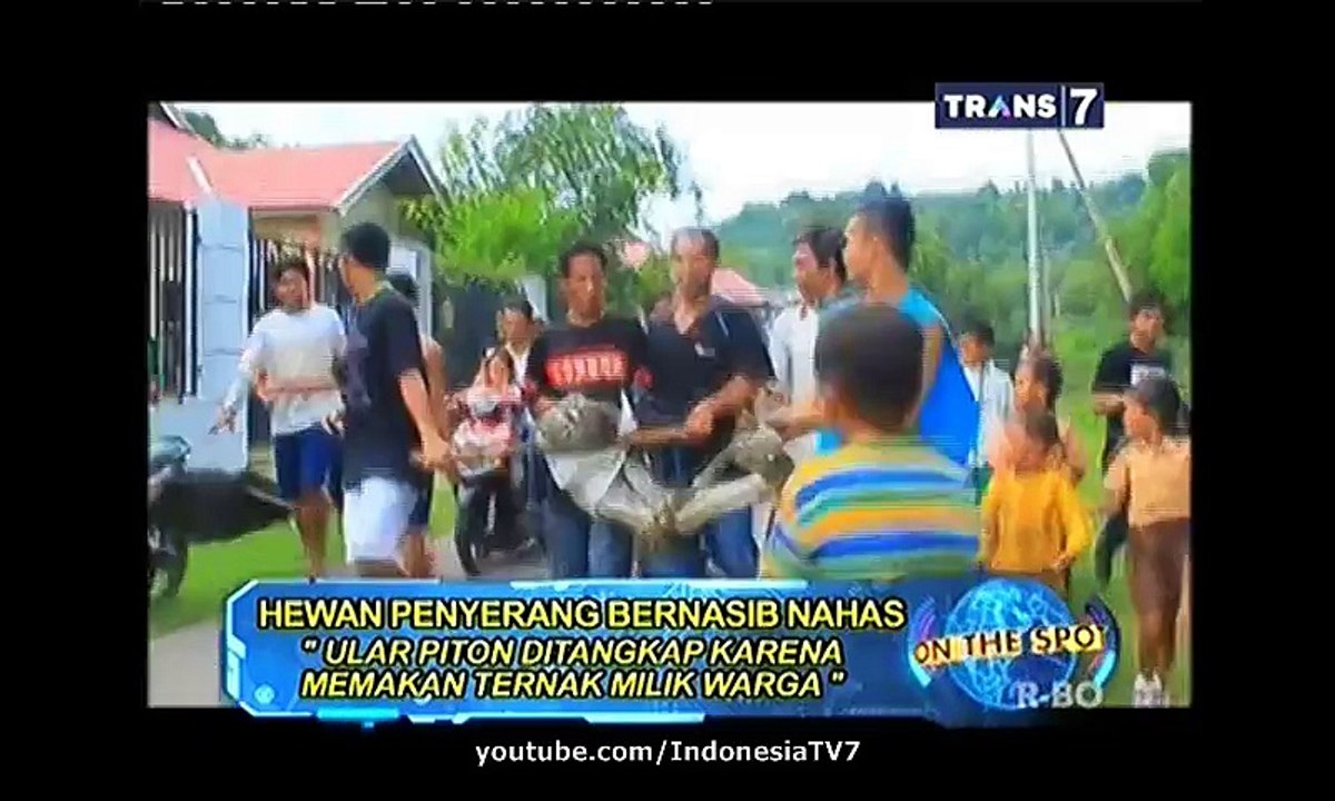 On The Spot Hewan Penyerang Bernasib Nahas 1 April 2015