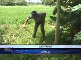 Agricultores cambiaron sus herramientas por un bate y una pelota