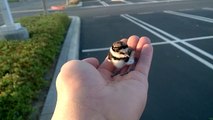 Rescued baby bird returned to parents.