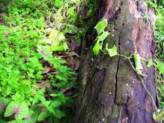 durianrider꞉ is raw food dietsustainable environmentallly?