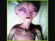 Alien Life (Pictures of Real Aliens) - ufo files - alien - files - area 51 files - extraterrestrial