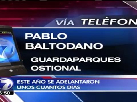 Tortugas lora adelantaron su arribo a Playa Ostional