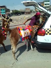 WhatsApp: maltratan llamas llevándolas en 'taxi colectivo'