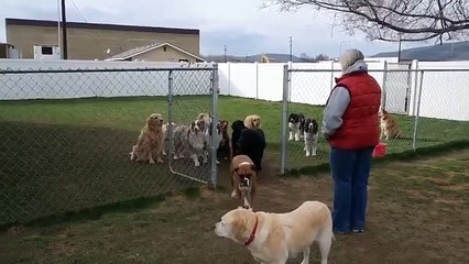 Impressionante o que essa senhora consegue fazer com seus cães