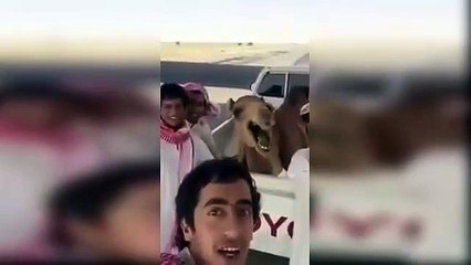 Selfie with Camel