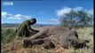 Baby rhino calf finds friends in the wild after abandoned by mother- BBC wildlife