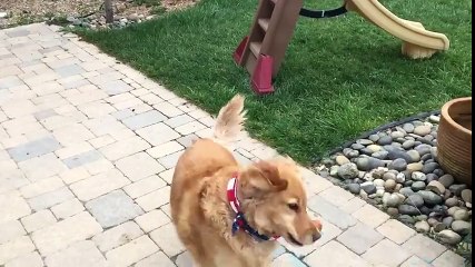 This poor dog can't catch a friggin' thing