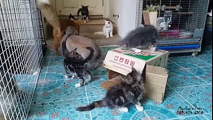 Ce Lapin essaie de se Reproduire avec un Chat