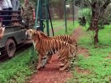 Tiger Jumps To Catch Meat (Slow-Motion)