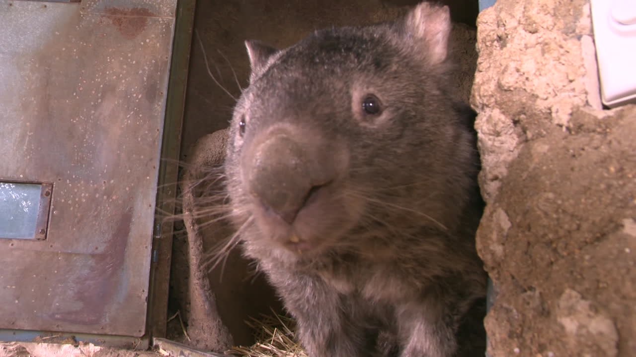 Australien: Knuddliger Wombat fährt gern Schubkarre
