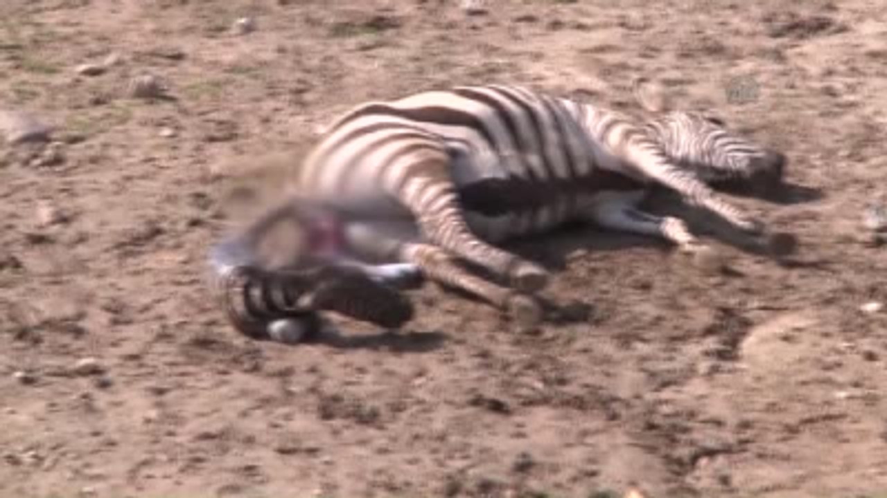 Doğal Yaşam Parkı'nda Zebranın Dünyaya Gelişi Görüntülendi