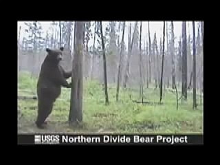 Dancing Bear