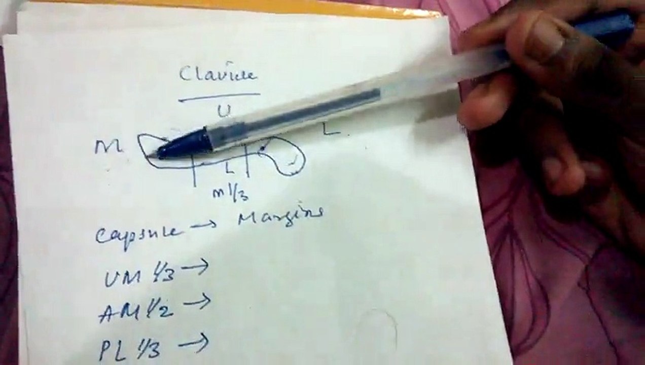 Clavicle
