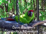 Wild Parrots of Costa Rica