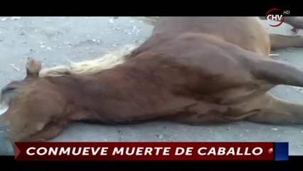 Cazanoticias registró hallazgo de caballo muerto en plena calle