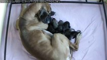 Chiots Dogue Allemand