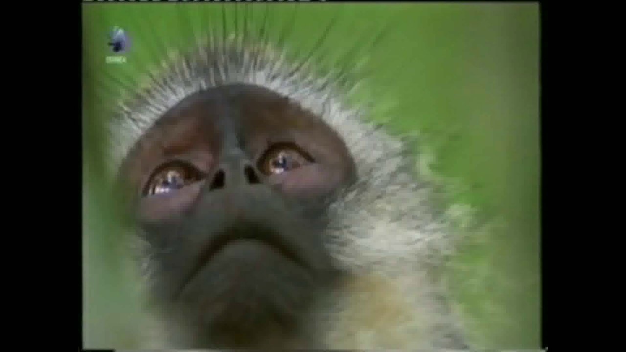 Monos Vervet: El vocabulario del peligro