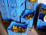 fruitarians eating mangoes freelee durianrider raw foodists sugar binge