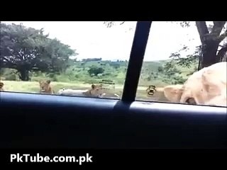 Amazing Lion Open Car's Door