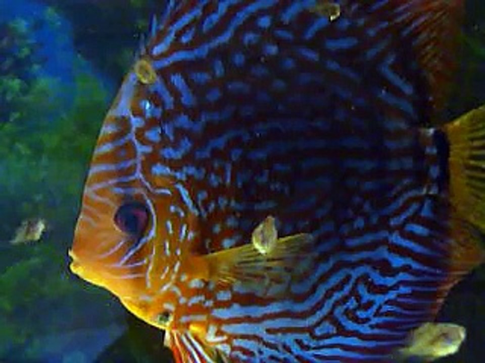 Repas alevins discus